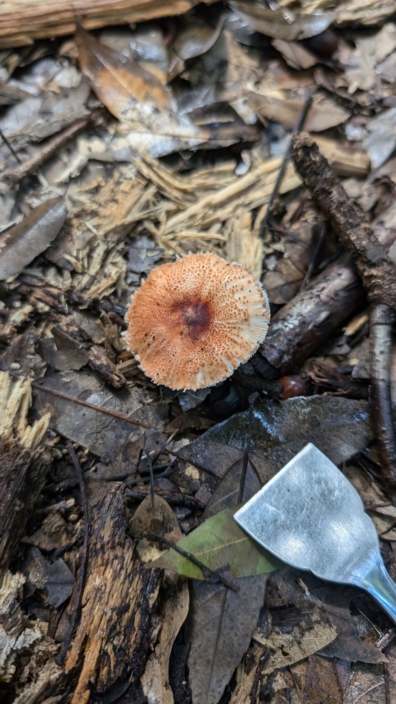 Leucoagaricus rubrotinctus · October 2024 · photo: © atsushi_nakajima_cirque (iNaturalist, cc-by)