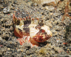 Richardsonichthys leucogaster
