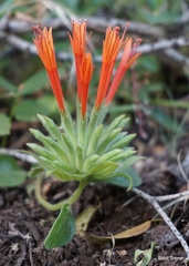 Monardella macrantha