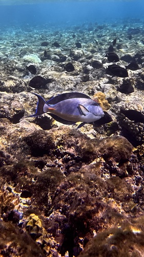 Sohal Surgeonfish