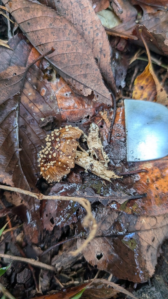 Amanita sychnopyramis · October 2024 · photo: © atsushi_nakajima_cirque (iNaturalist, cc-by)