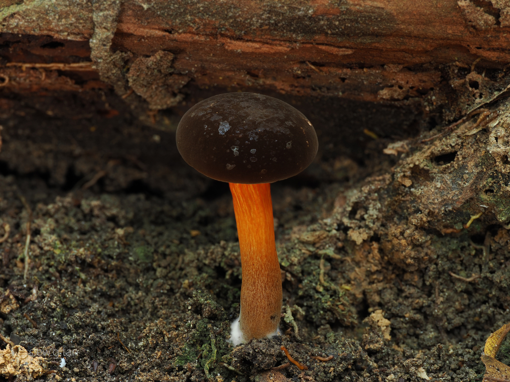 Tylopilus cervinococcineus