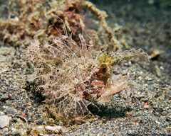 Pteroidichthys amboinensis