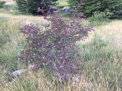 Rosa glauca