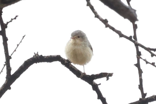 Buff-bellied Warbler (Phyllolais pulchella), photo 6