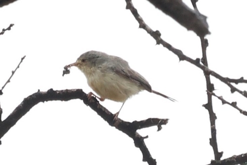 Buff-bellied Warbler (Phyllolais pulchella), photo 5