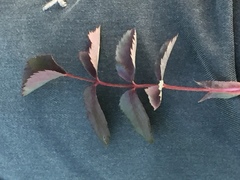 Rosa glauca