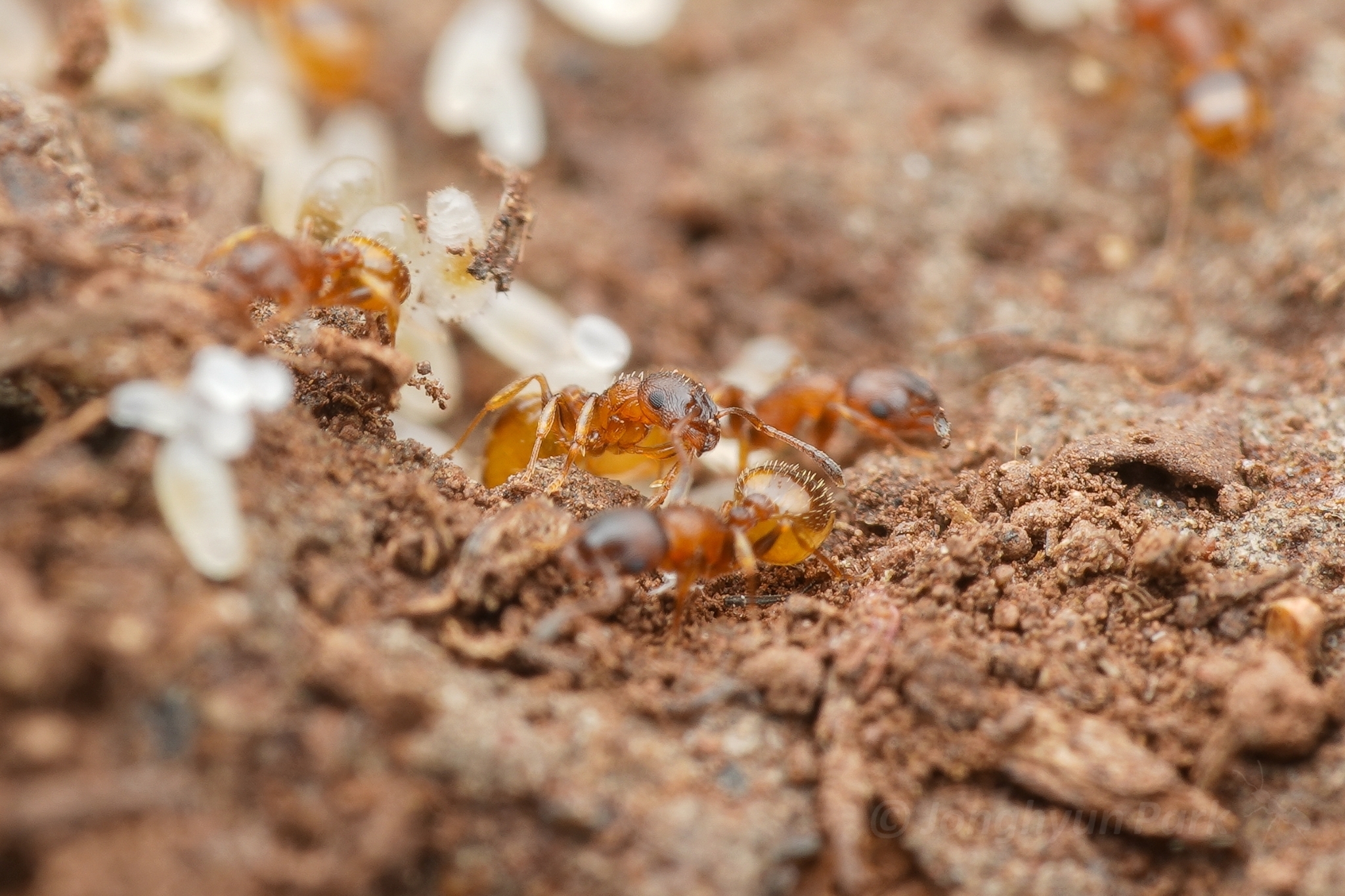 Temnothorax personatus