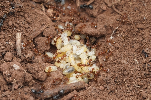 Temnothorax personatusTemnothorax personatus