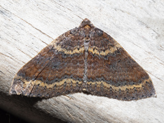 Larentia apotoma