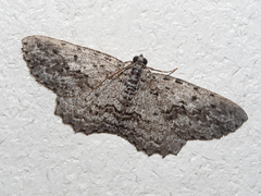 Psilosticha absorpta