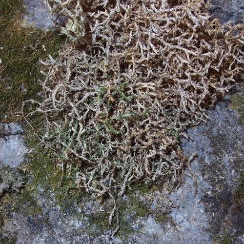 Image of Selaginella underwoodii by (c) Sue Carnahan, some rights reserved (CC BY)