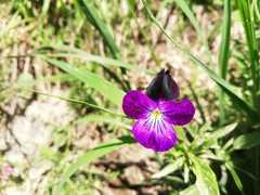 Viola disjuncta