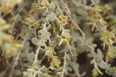 Cyphanthera albicans