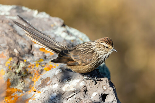 Andean Tit-Spinetail