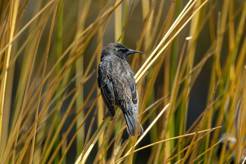 Yellow-winged Blackbird