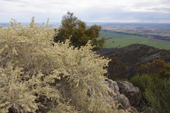 Cyphanthera albicans