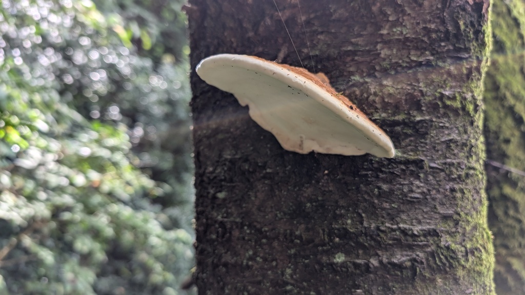 Fomitopsis pinicola · October 2024 · photo: © atsushi_nakajima_cirque (iNaturalist, cc-by)