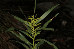 Acacia longifolia longifolia