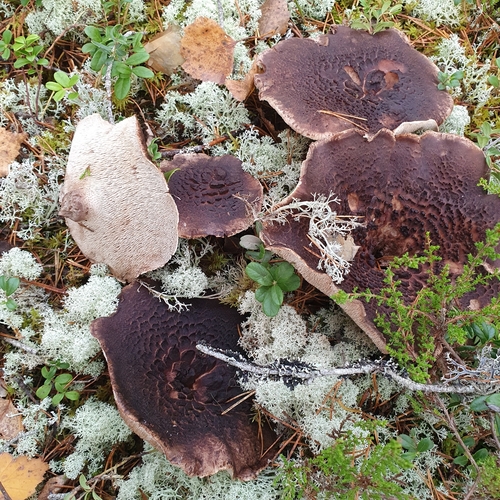 Motaggsvamp – den äkta arten