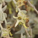Cyphanthera albicans - Photo (c) Reiner Richter,  זכויות יוצרים חלקיות (CC BY-NC-SA), הועלה על ידי Reiner Richter