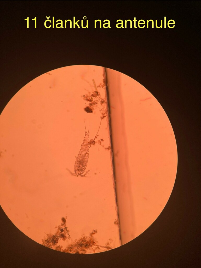 Graeteriella