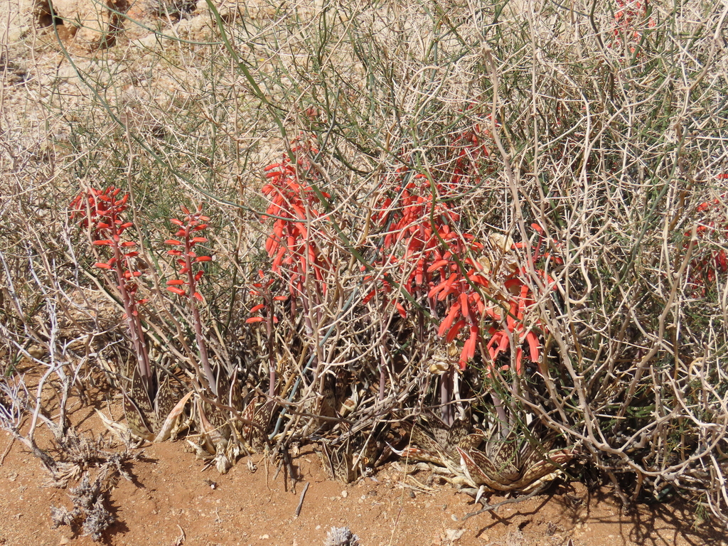 Partridge Namibia Common Partridge Aloe from Karas Region, Namibia on September 15, 2024 ...
