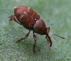 Curculio rubidus
