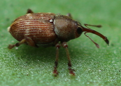 Curculio rubidus