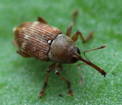 Curculio rubidus