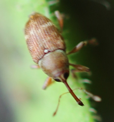 Curculio rubidus