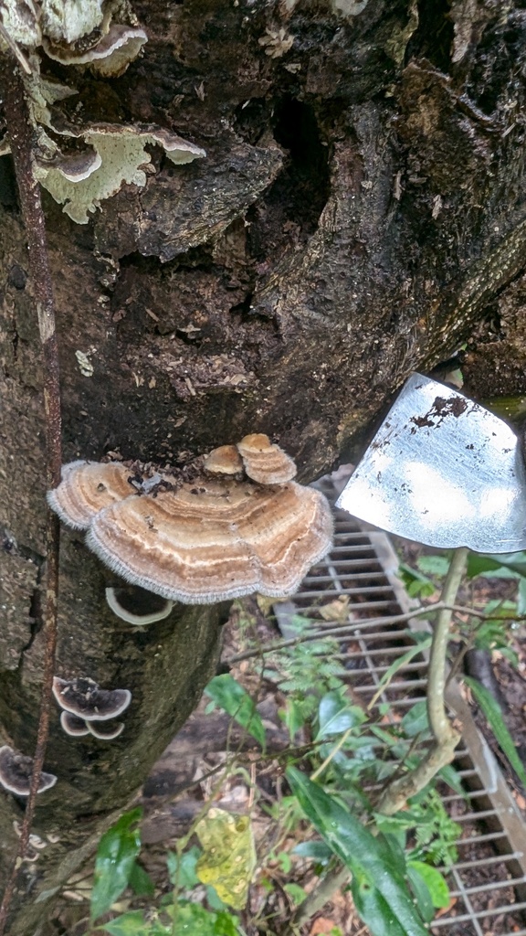 Trametes betulina · October 2024 · photo: © atsushi_nakajima_cirque (iNaturalist, cc-by)