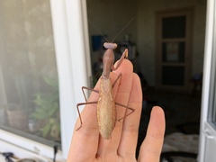 Hierodula