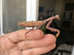 Hierodula