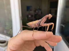 Hierodula