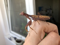 Hierodula