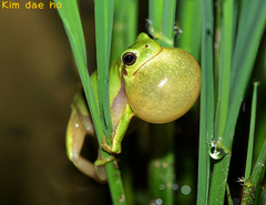 Hyla suweonensis