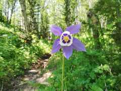 Aquilegia jucunda