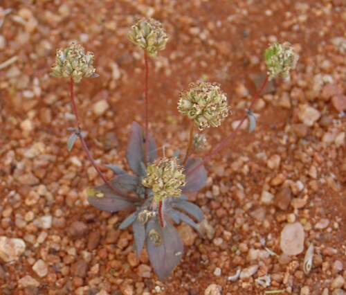 Namaqua Capewort (Phyllopodium namaense)