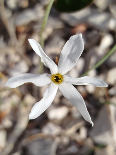 Small Pheasant's Eye