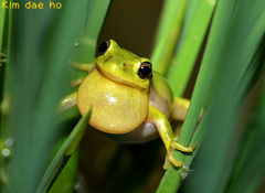 Hyla suweonensis