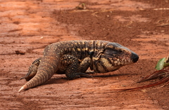Yellow Tegu photo 2