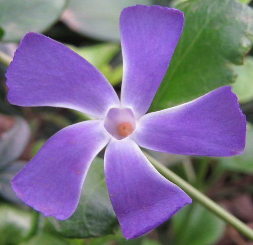 Vinca major