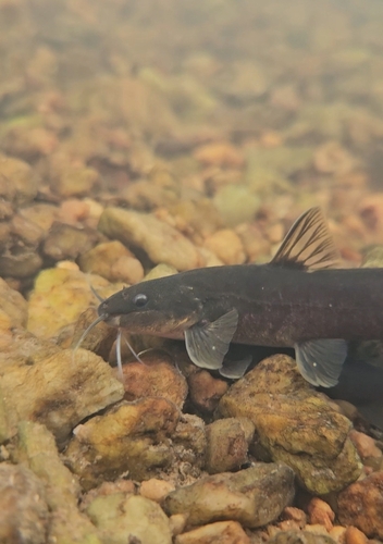 Ihering's dwarf catfish (Cetopsorhamdia iheringi) — Heptapteridae
