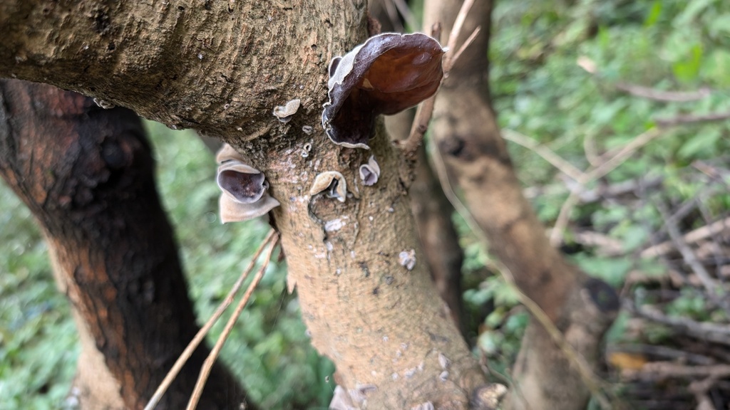 Auricularia polytricha · October 2024 · photo: © atsushi_nakajima_cirque (iNaturalist, cc-by)