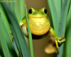 Hyla suweonensis