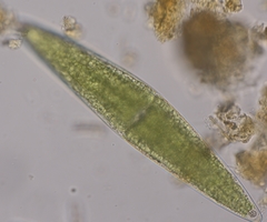 Closterium lunula