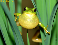 Hyla suweonensis