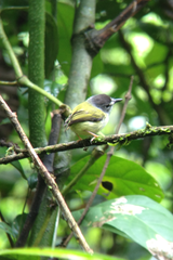 Black-Capped Pygmy-Tyrant photo 2