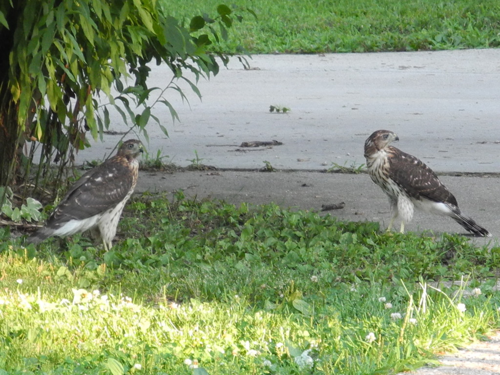 Cooper's Hawk from 315 Paris Ave. Rockford, IL on July 07, 2019 by